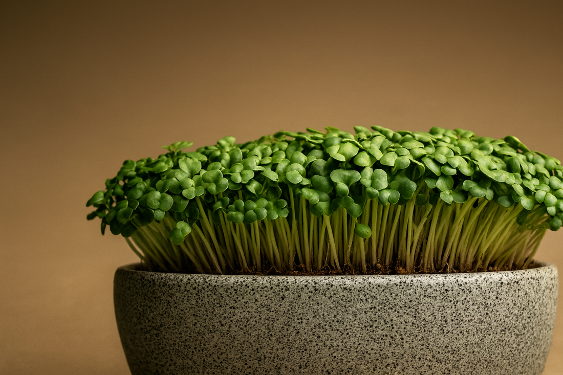 The Ultimate Beginner’s Guide to Microgreens