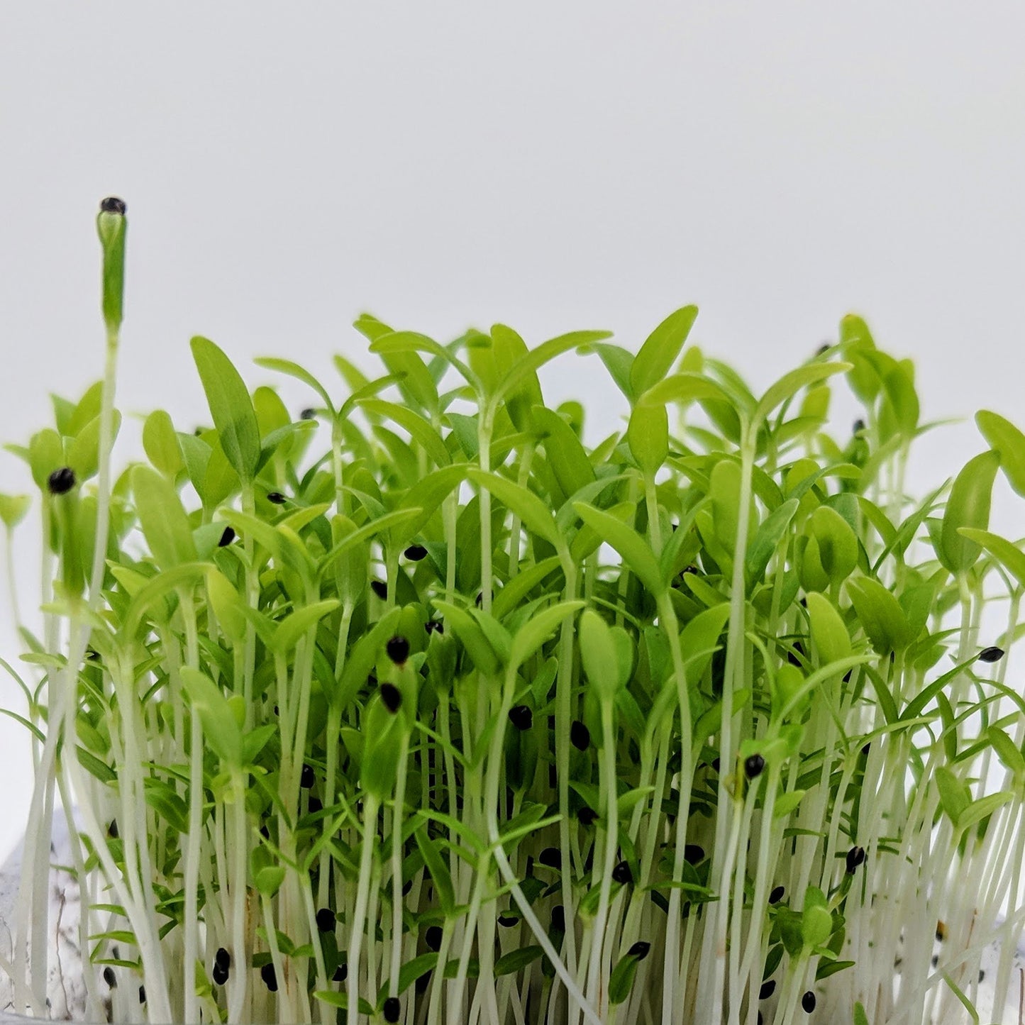 Amaranthus green Microgreen