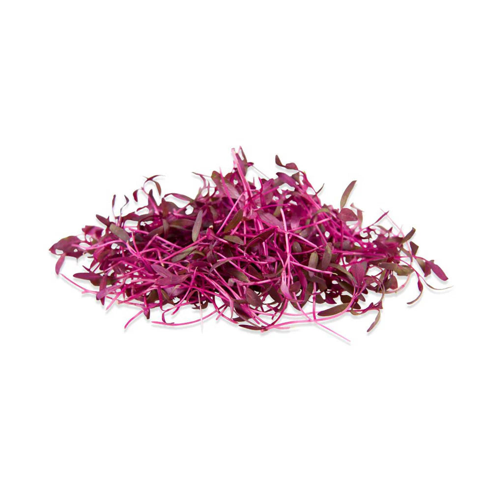 Amaranthus Red Garnet Microgreen - Imported