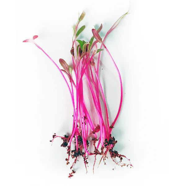 Beet Root Bull's Blood Microgreens