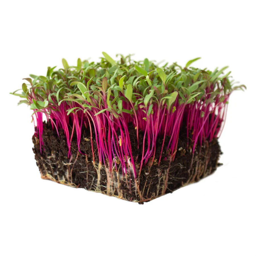 Beet Root Microgreens