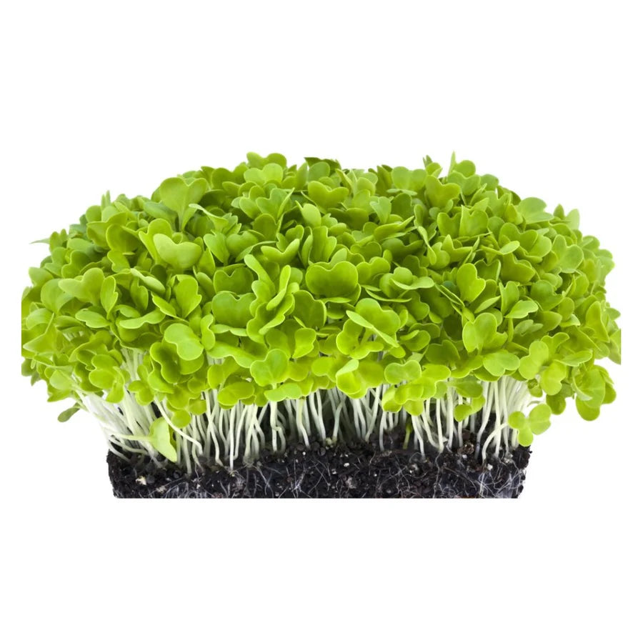 Cabbage Microgreens