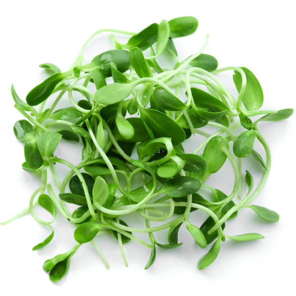Fenugreek Metha Microgreens