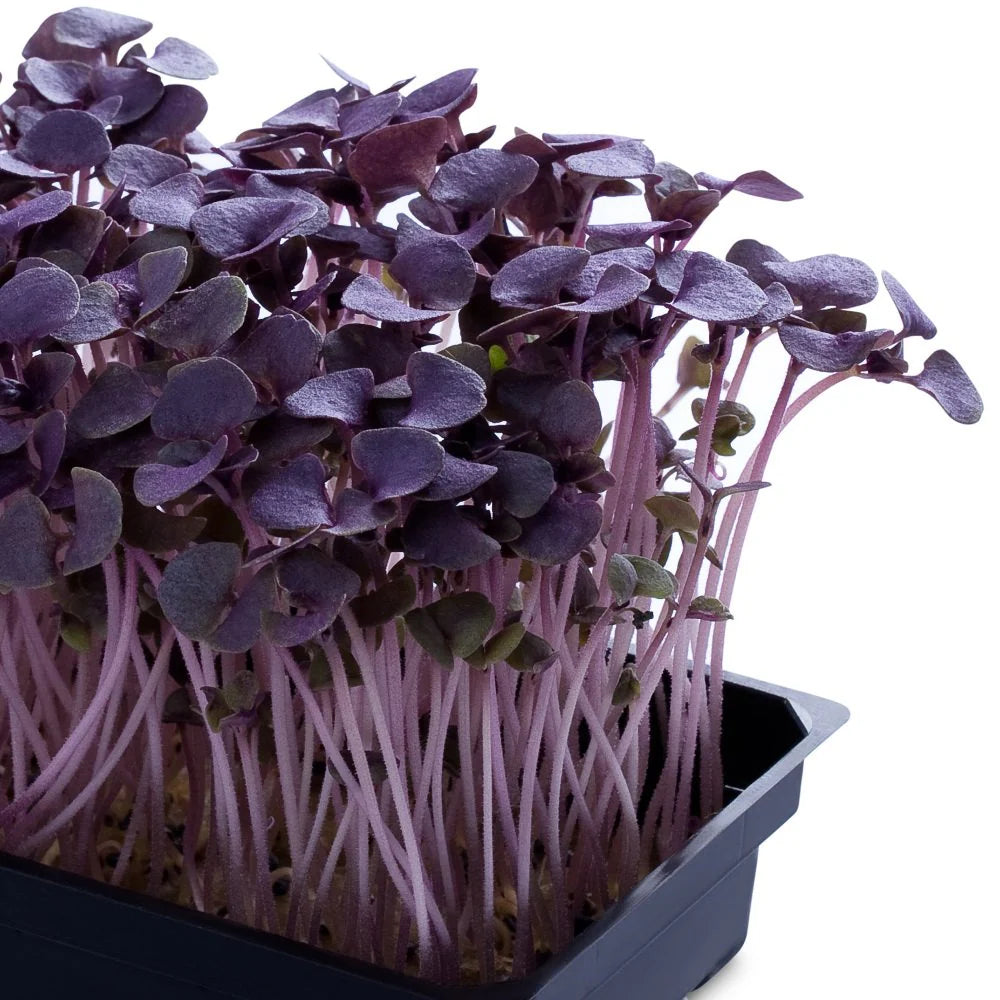 Basil Purple Microgreen