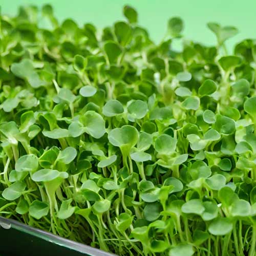 Broccoli Microgreens Pack