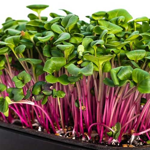 Radish Microgreens Pack