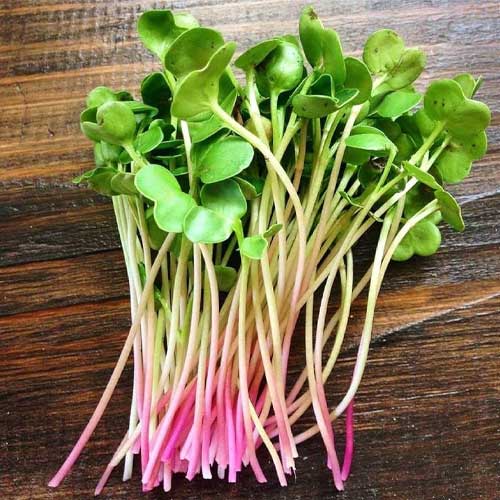 Radish Microgreens Pack
