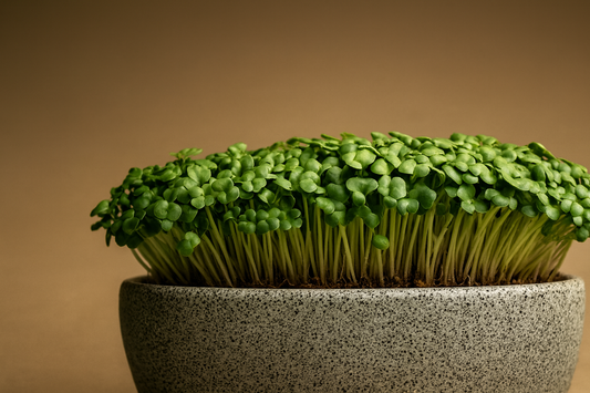 The Ultimate Beginner’s Guide to Microgreens