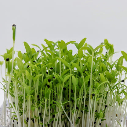 Amaranthus green Microgreen