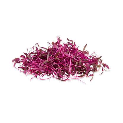 Amaranthus Red Garnet Microgreen - Imported