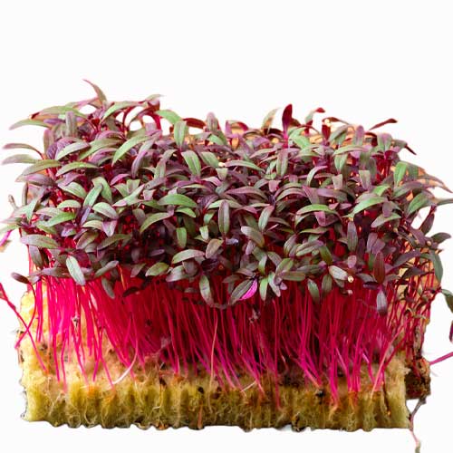 Amaranthus Red Garnet Microgreen - Indian