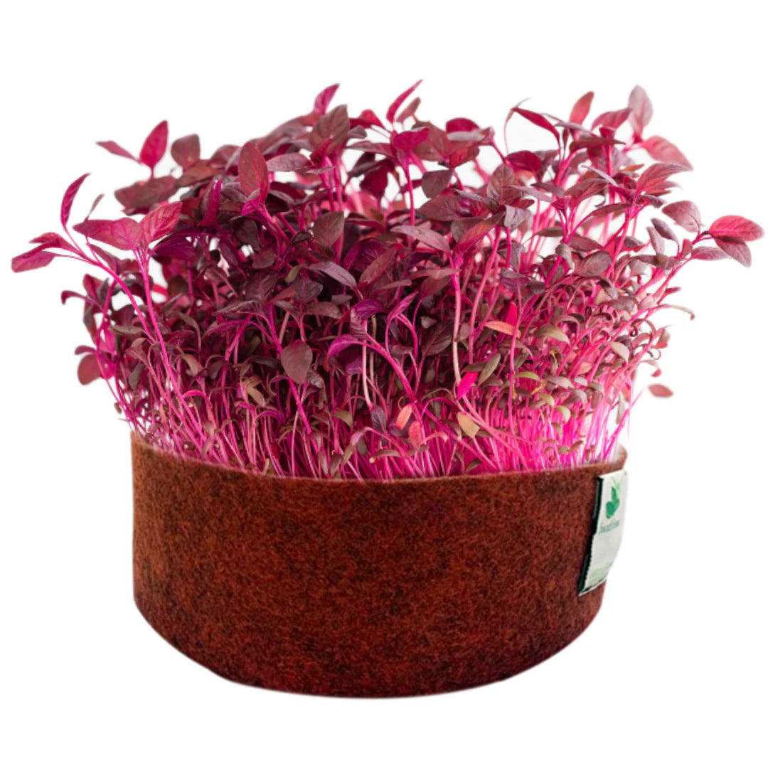 Amaranthus Red Microgreen