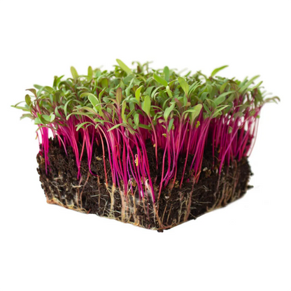 Beet Root Microgreens