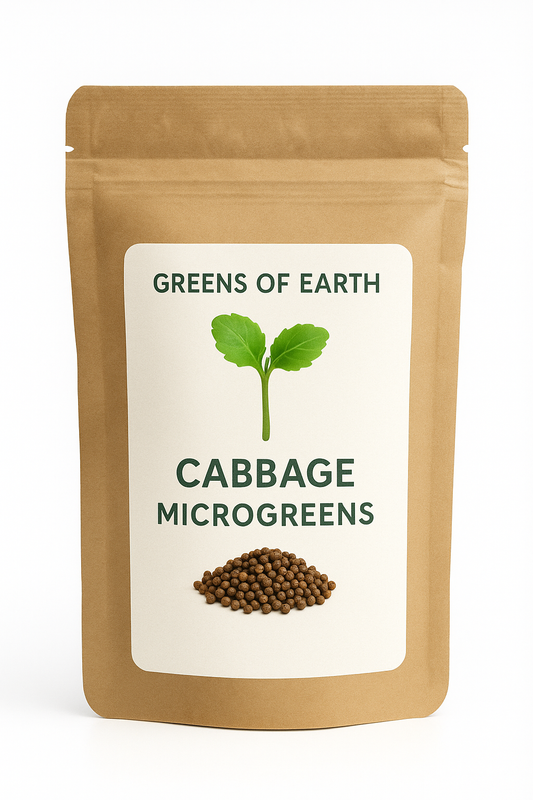 Cabbage Microgreens