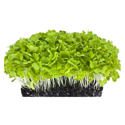 Cabbage Microgreens