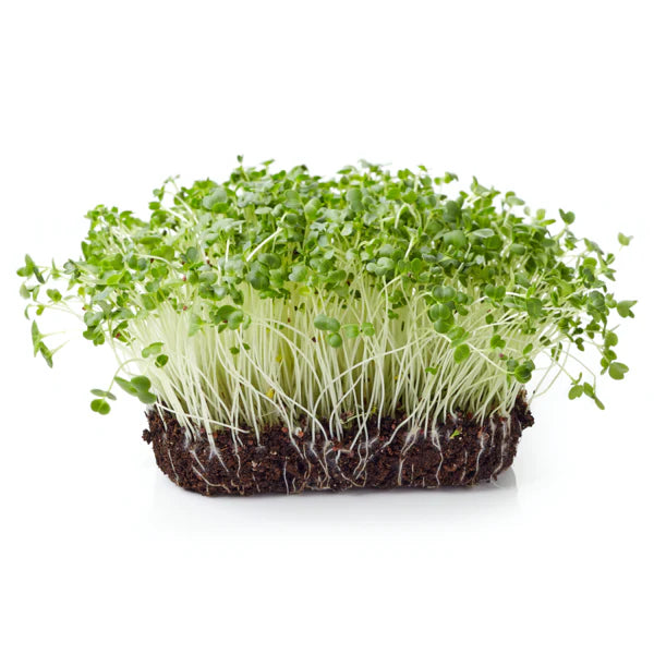 Cauliflower Microgreens