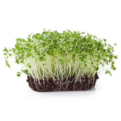 Cauliflower Microgreens