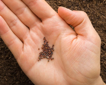 Cauliflower Microgreens