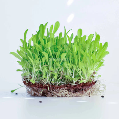 Chicory Microgreens Seeds