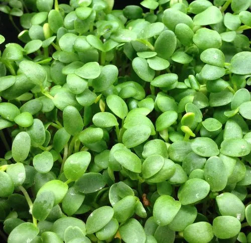 Clover Microgreens