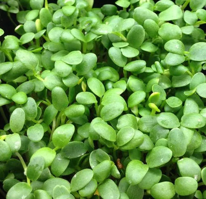 Clover Microgreens