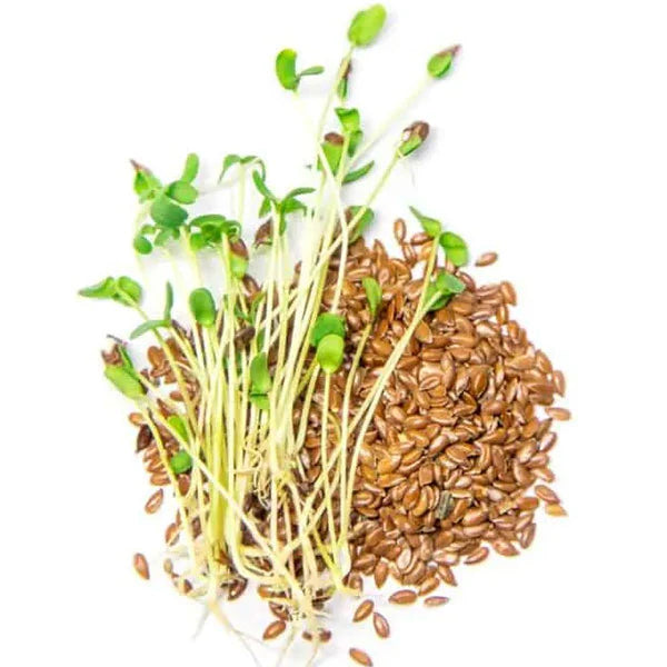 Flax Microgreens