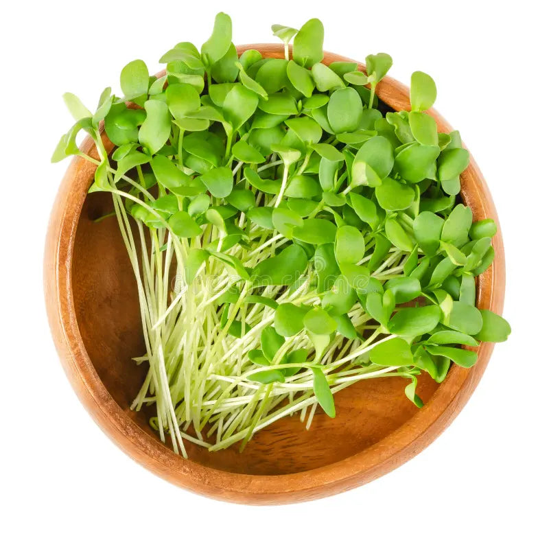 Flax Microgreens