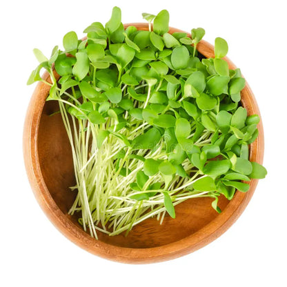 Flax Microgreens