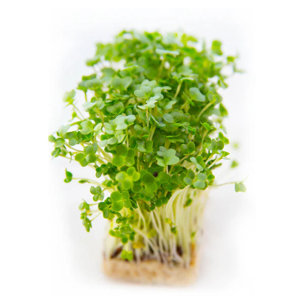 Garden Cress Microgreens