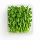 Pea Shoots Pack