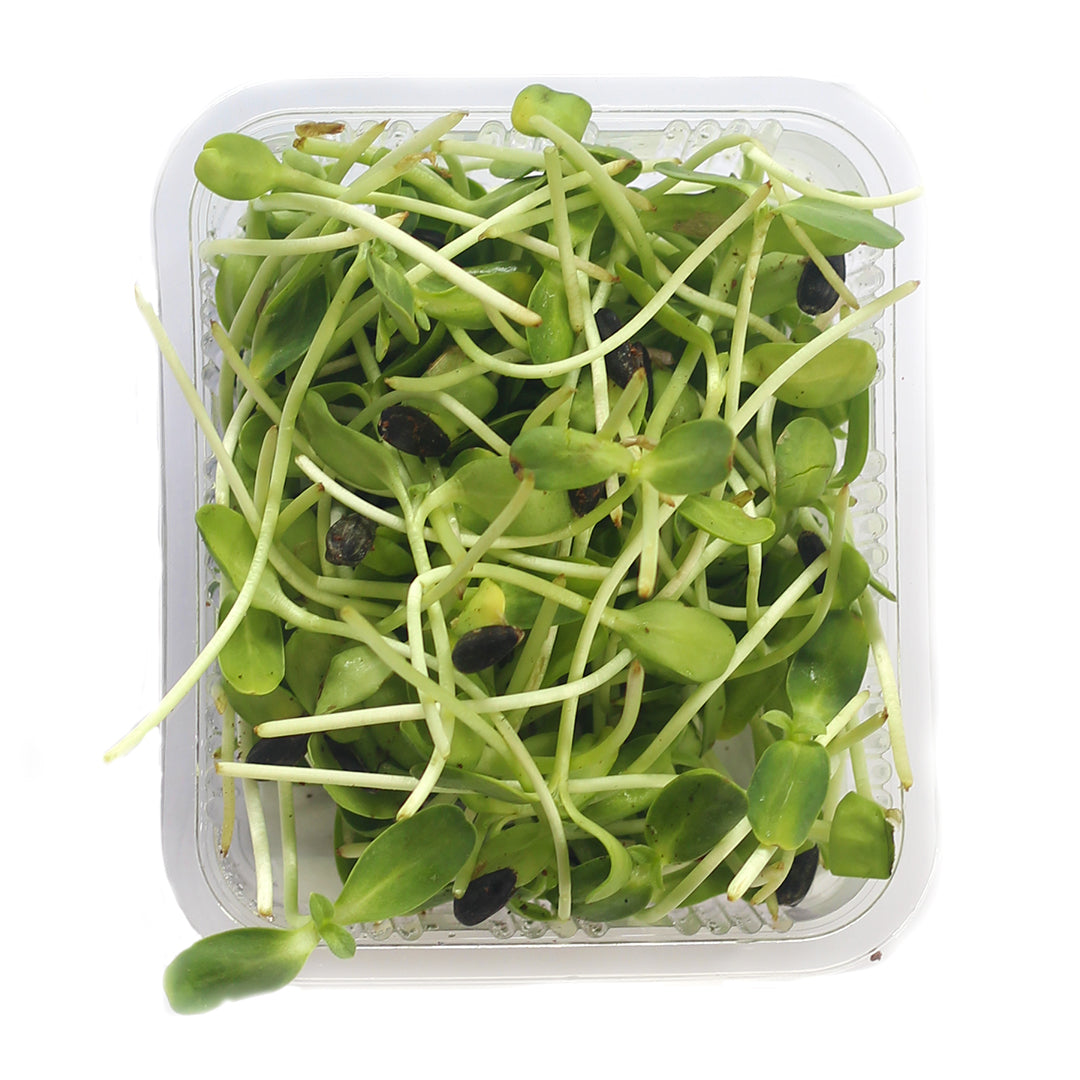 Sunflower Microgreens Pack