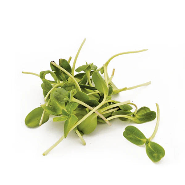 Sunflower Microgreens Pack