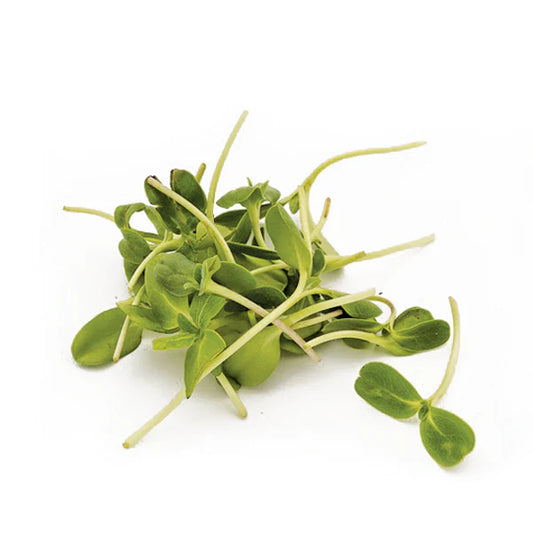 Sunflower Microgreens Pack