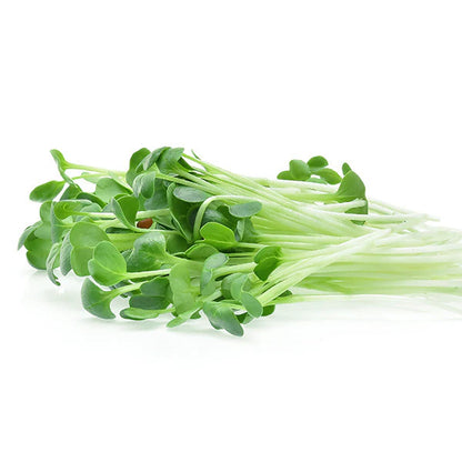 Alfalfa Microgreen