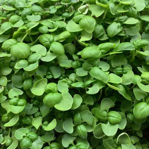 Basil Green Microgreens