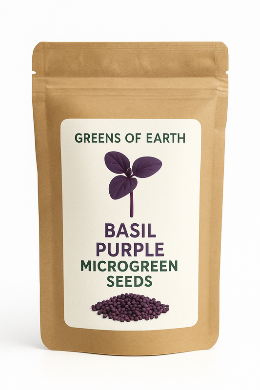 Basil Purple Microgreen