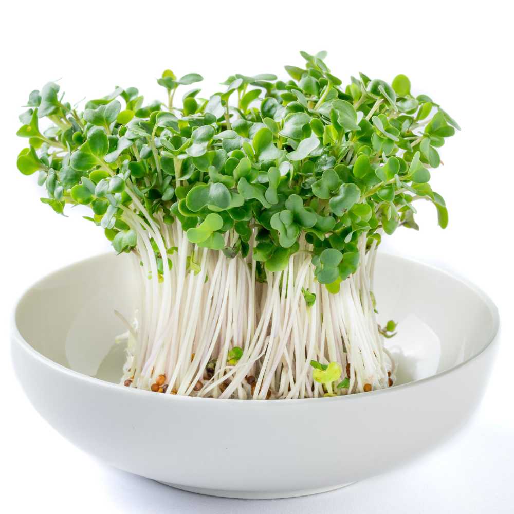 Broccoli Microgreens Pack