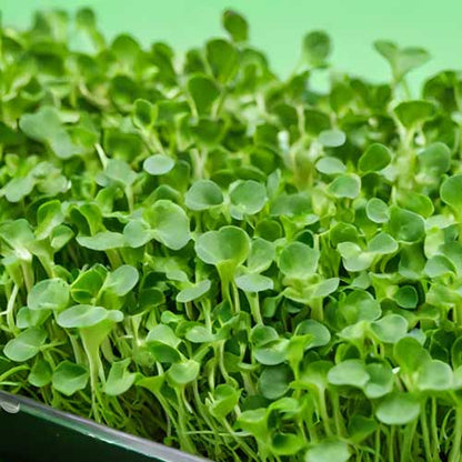Broccoli Microgreens Pack