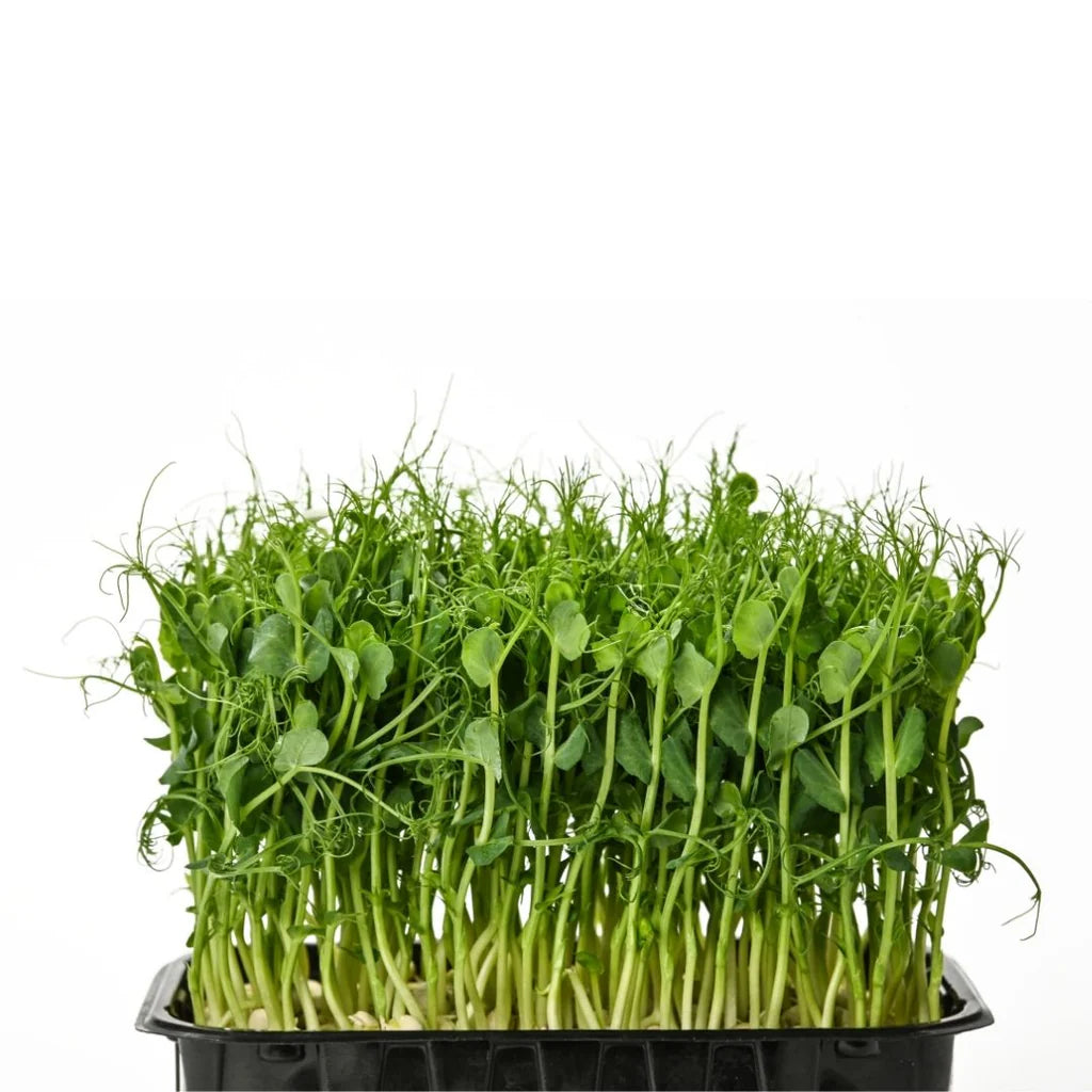 Pea Shoots Pack