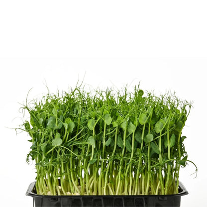 Pea Shoots Pack