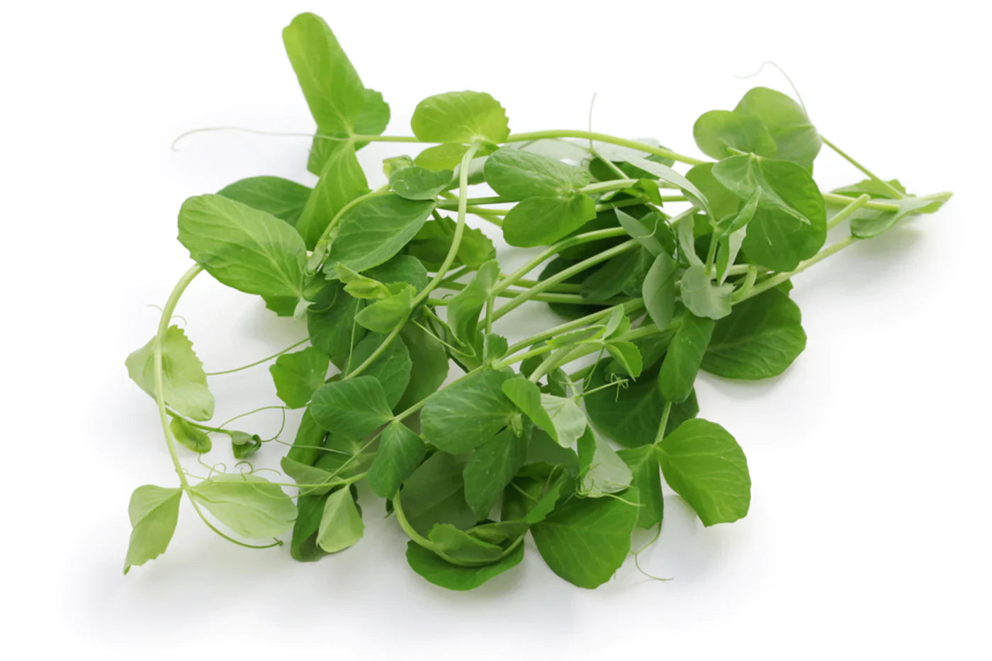 Pea Shoots Pack
